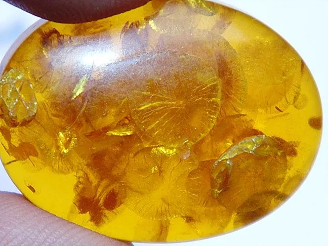 33.70 Cts. Lab Certified Natural Golden Honey Baltic Amber Cabochon